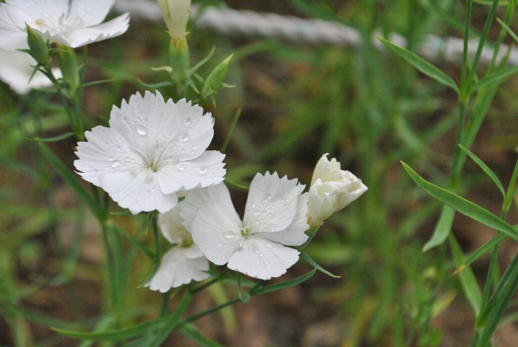 bellissimi fiori bianchi