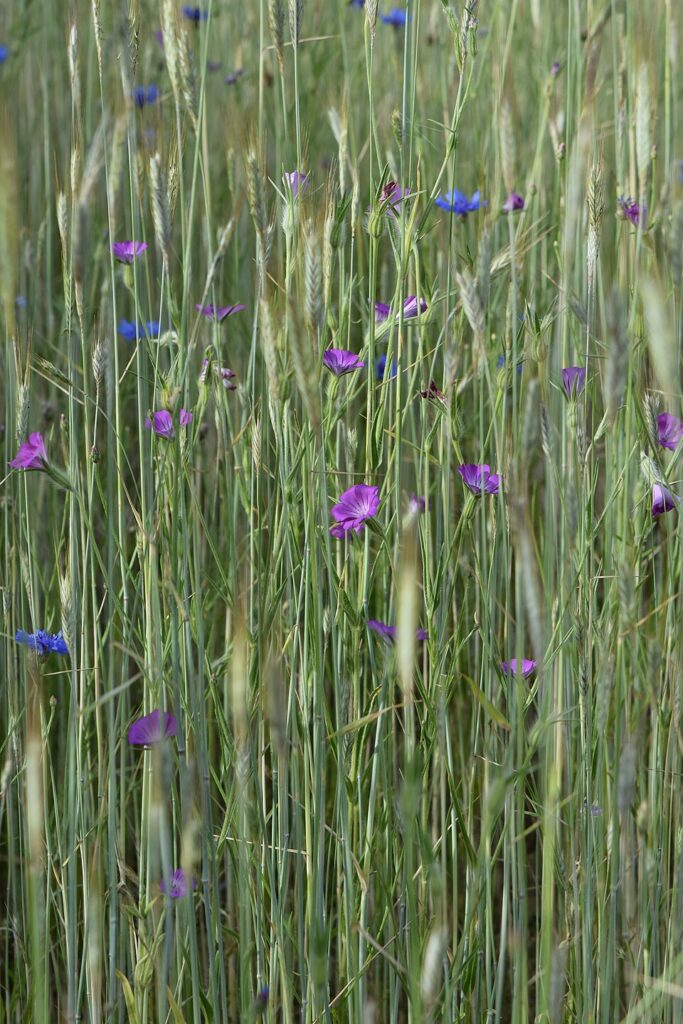 un campo di fiori viola w erba verde