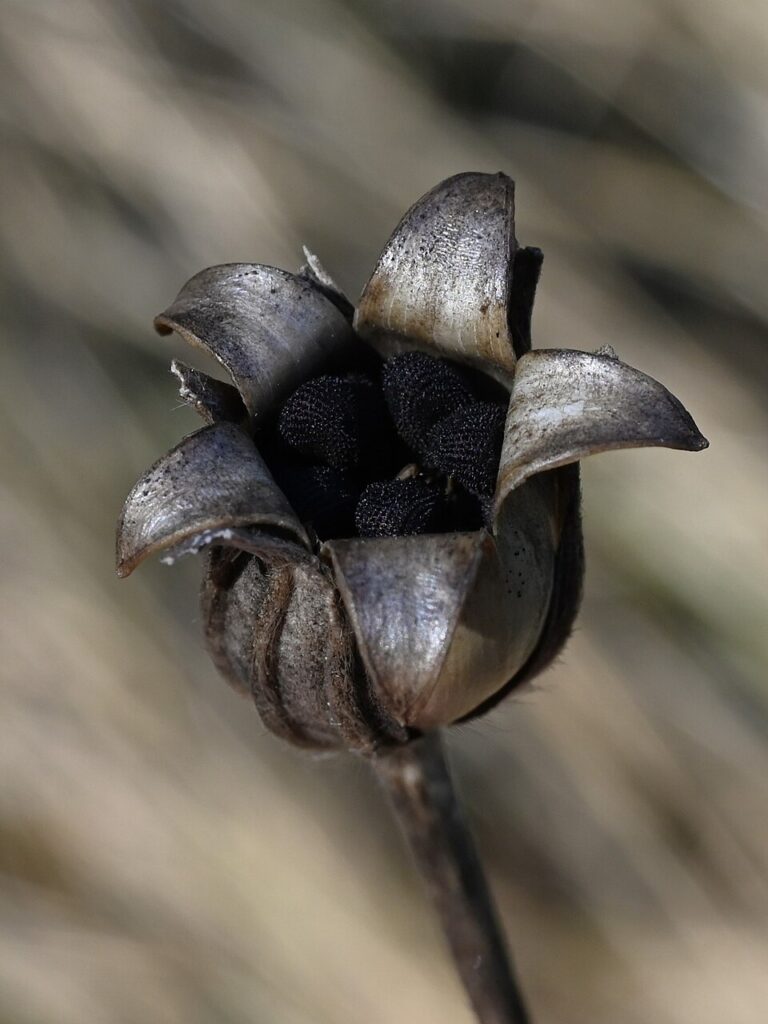 gittaione secco è bellissimo sembra d'argento un bocciolo vuoto