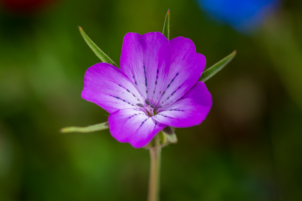 Gittaione fiore viola