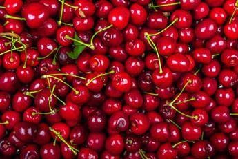 La ciliegia e le qualità ‘nascoste’, Calabrese: “Anche il gambo fa bene”