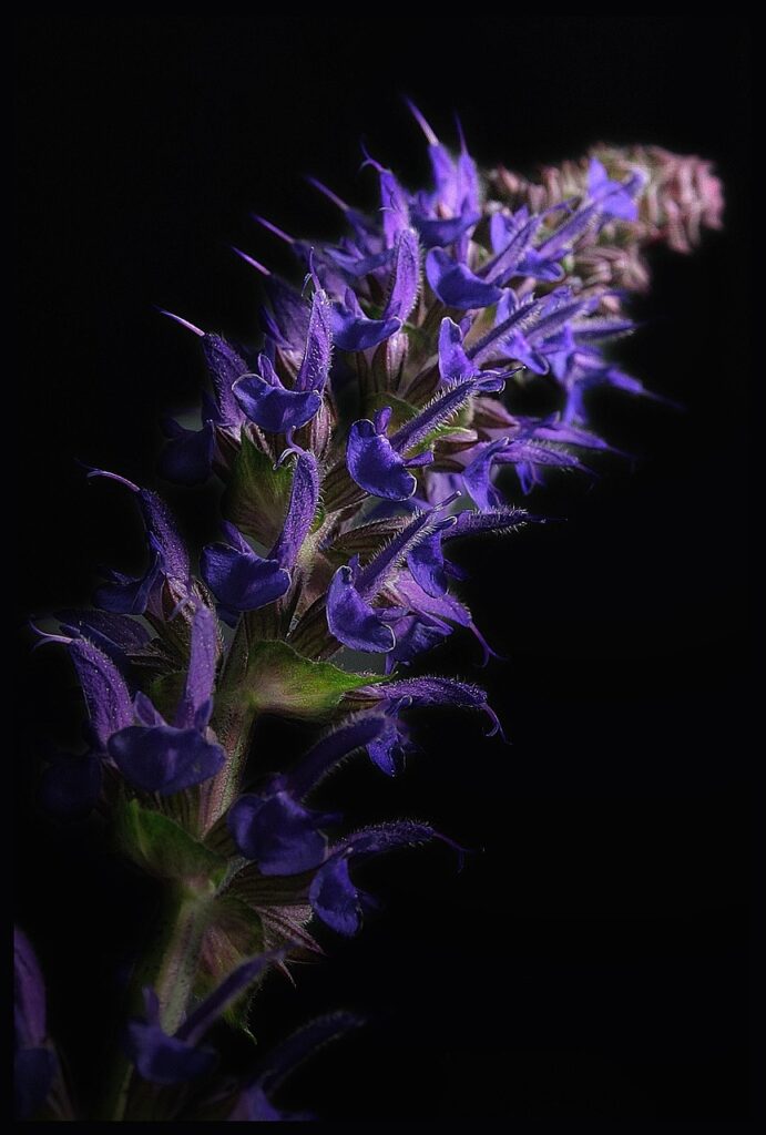 un fiore di salvia di colore violaceo
