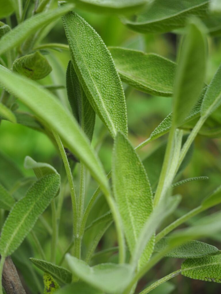 foglie di salvia verde in primo piano