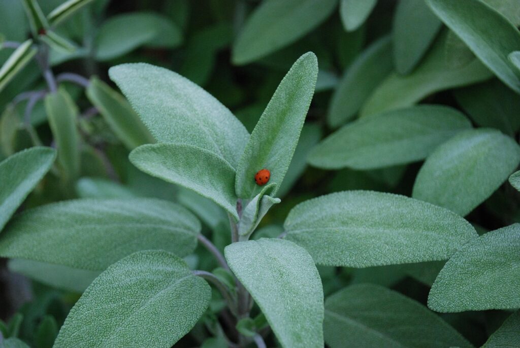 salvia