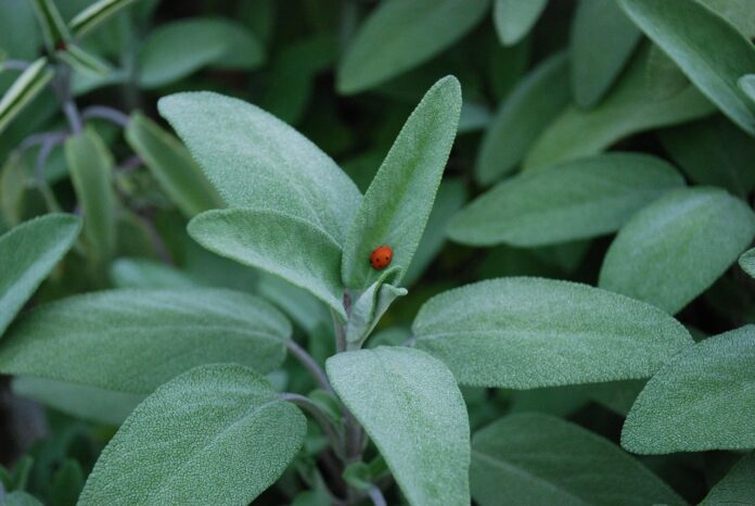salvia