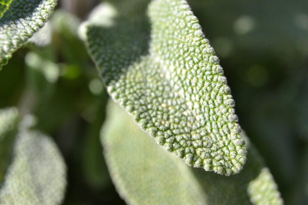 erba aromatica - foglia di salvia verde
