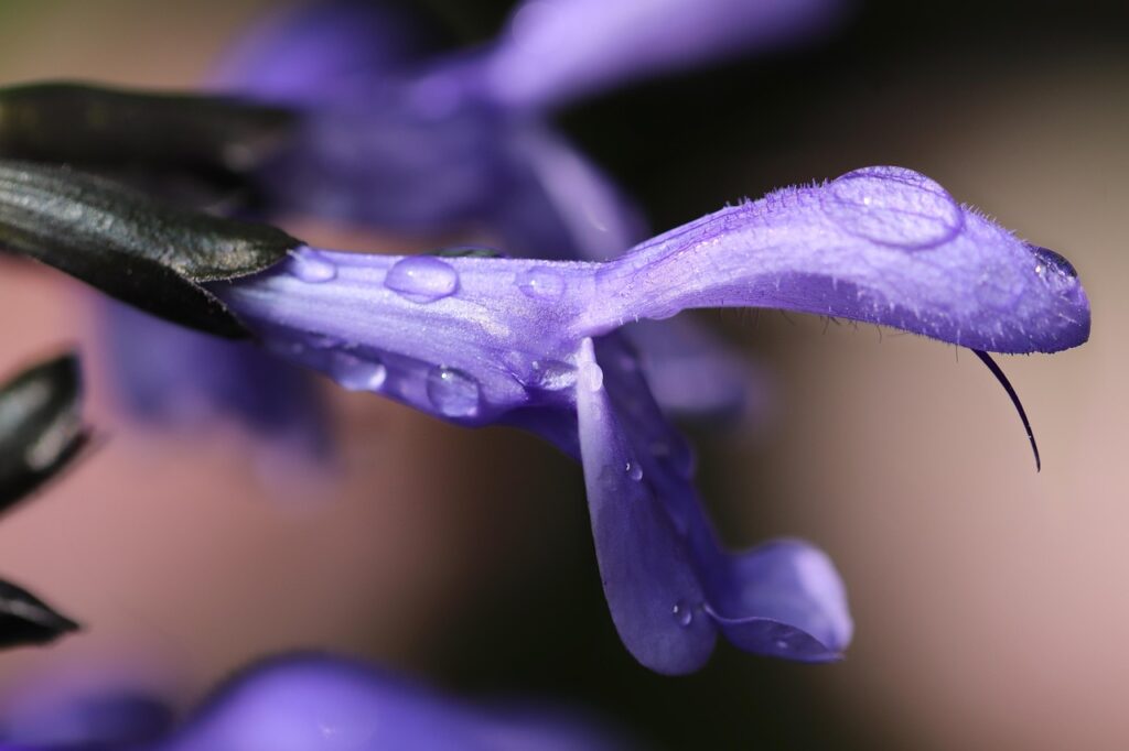erba aromatica - un fiore viola fatto a bocca di leone con gocce di rugiada sopra
