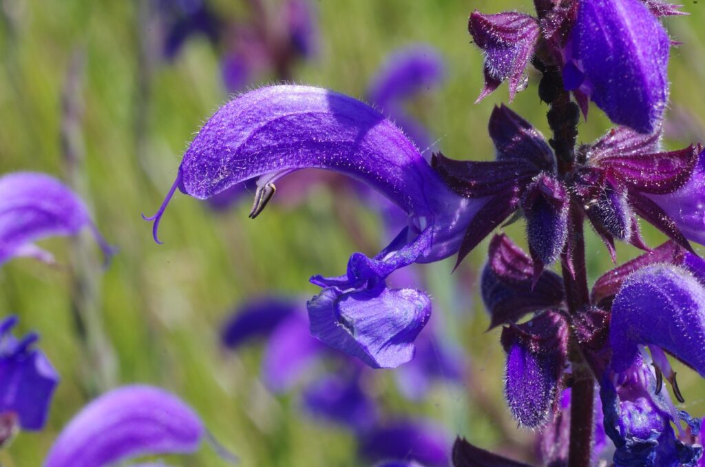 erba aromatica salvia - fiore viola a bocca dileone