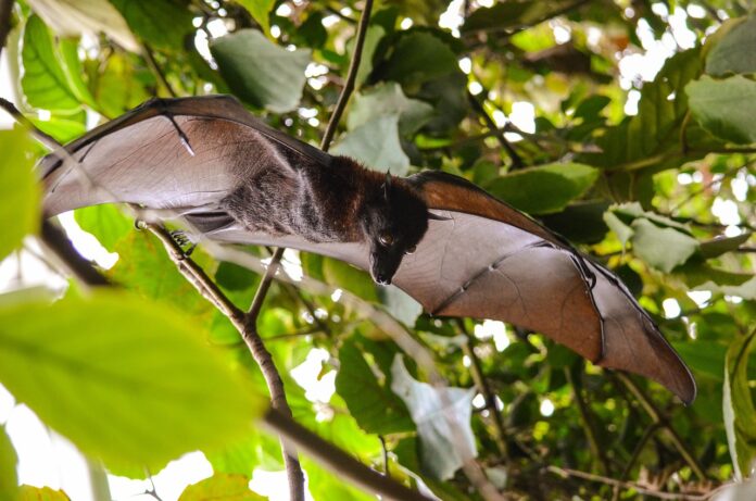 Lampedusa pipistrello Sonok Park Festival - nella foto un pipistrello con le ali aperte è tra le foglie di un albero