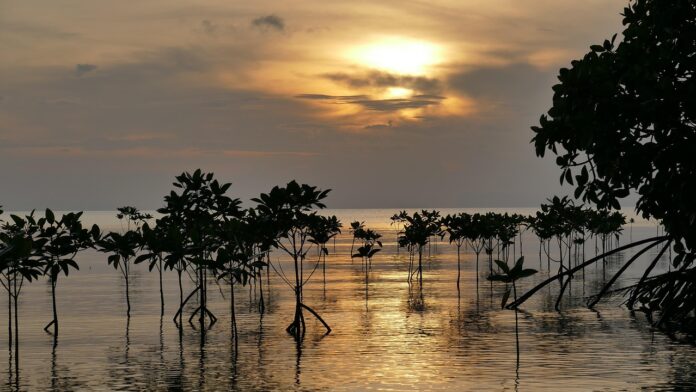 Oceani da salvare - nella foto un bellissimo trramonto sull'oceano con delle mangrovie