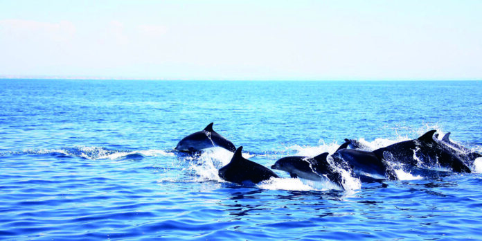 Ostia dal mare al mare - dei delfini saltano nel mare blu