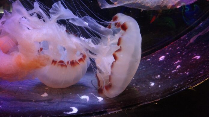 Punture di medusa cosa fare - delle meduse bianche trasparenti con lunghi filamenti galleggiano nell'acqua