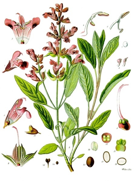 erba aromatica disegno