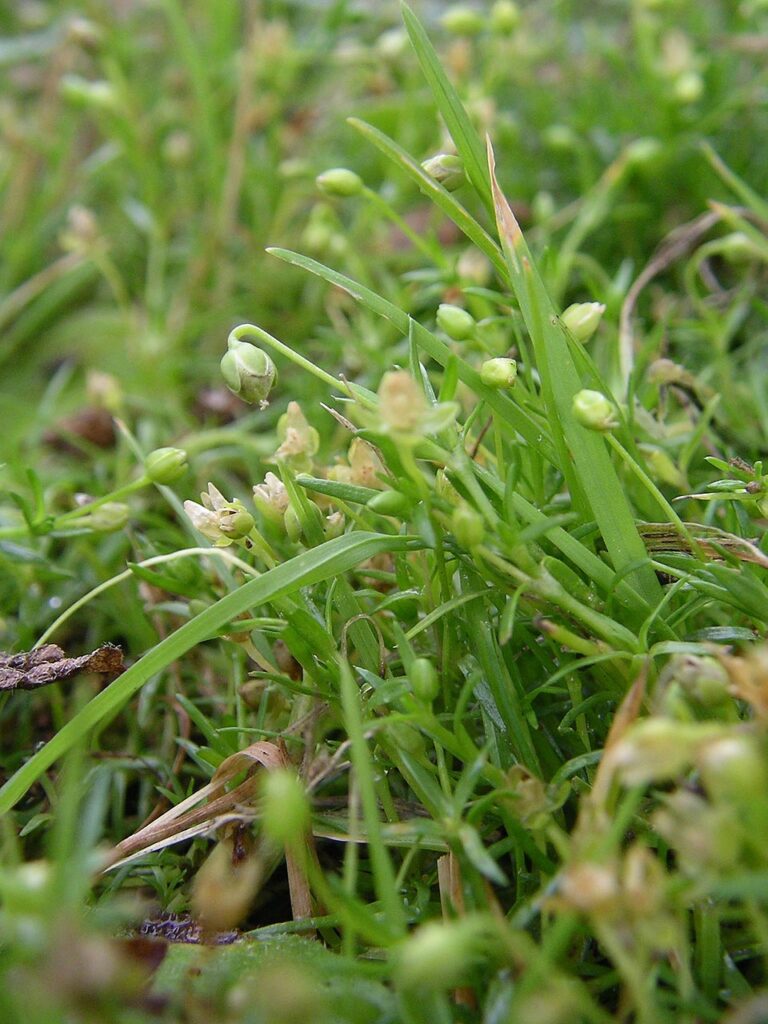 La sagina - erba verde con piccoli fiori bianchi