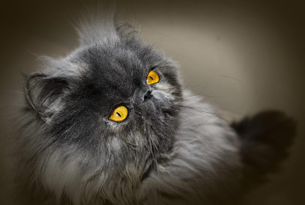 Gatto persiano grigio con occhi gialli 