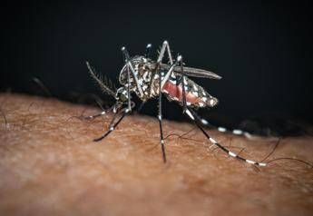 Chikungunya, il ‘caso zero’ nel bolognese è importato: nessuna infezione autoctona