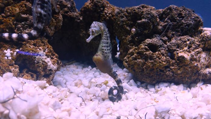 Un cavalluccio marinocon la coda arricciata a l fondo galleggia fra dei sassi su un fondale marino