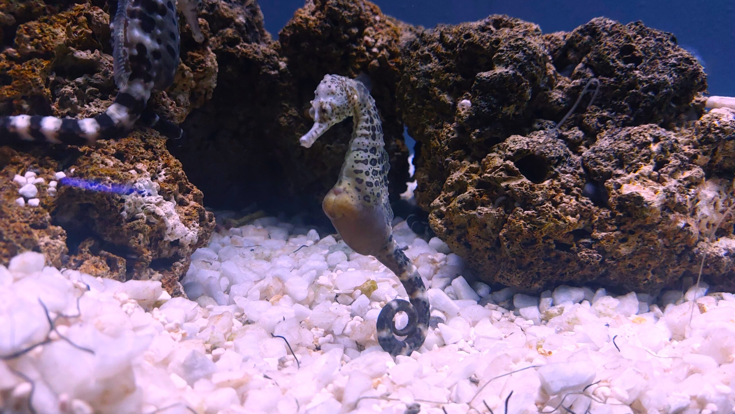 Decorazione BiOrb Cavalluccio Marino Medio Con Corallo - Scultura Per Acquari Acqua Dolce E Marina, Design Samuel Baker