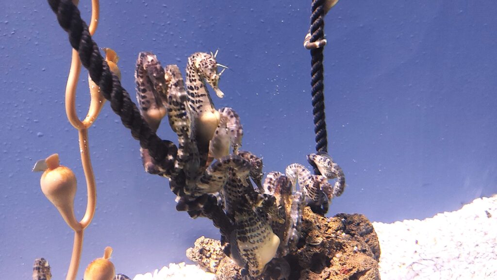 cosa simboleggia il cavalluccio marino - tanti piccoli cavallucci marini aggrappati a dei rami sul fondale bianco del mare