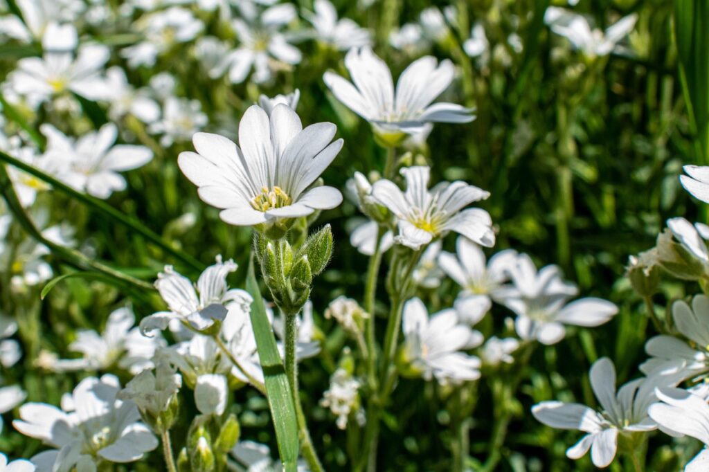 Il cerastio - tanti fiori bianchi con petali lunghi, simile alle margherite,