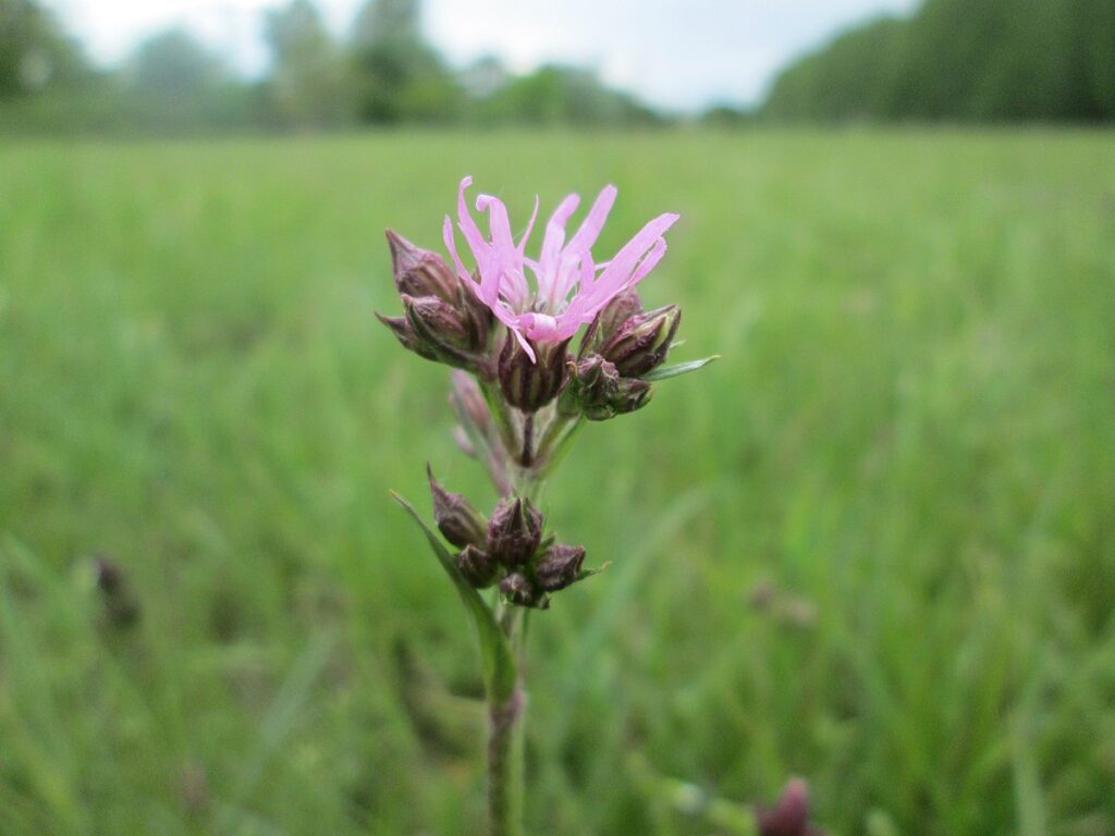 un bellissimo fiore rosa con dei boccioli intorno spicca in un campo verde