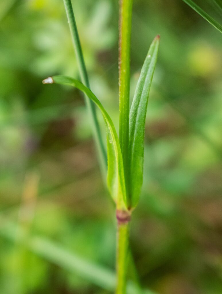 un bocciolo verde di fiore