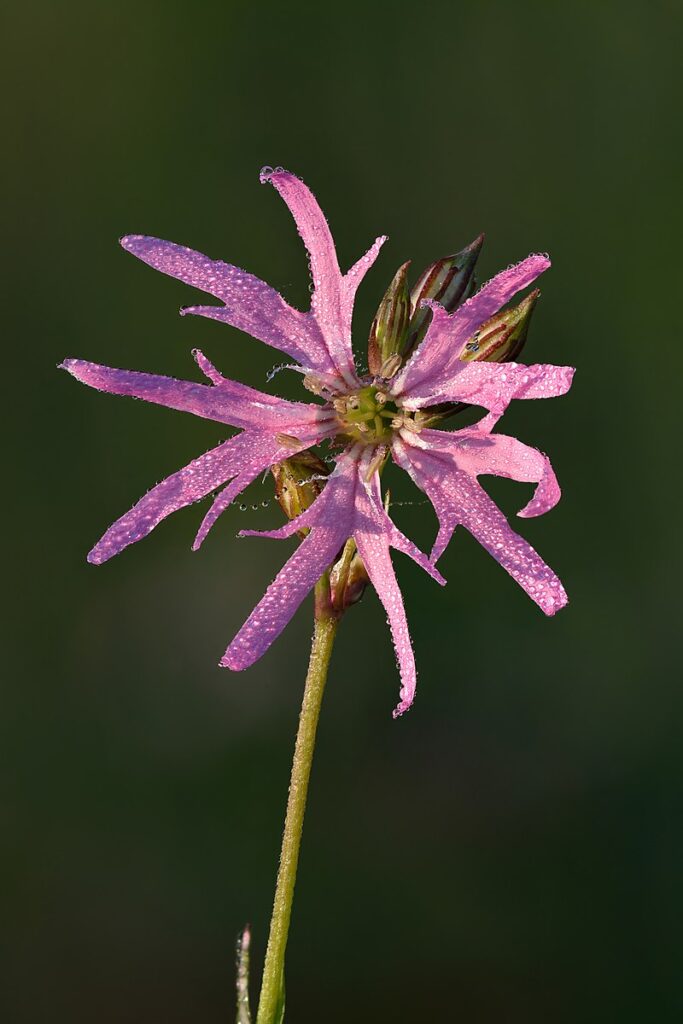 Fior cuculo rosa con petali sottili e lunghi, rettangolari