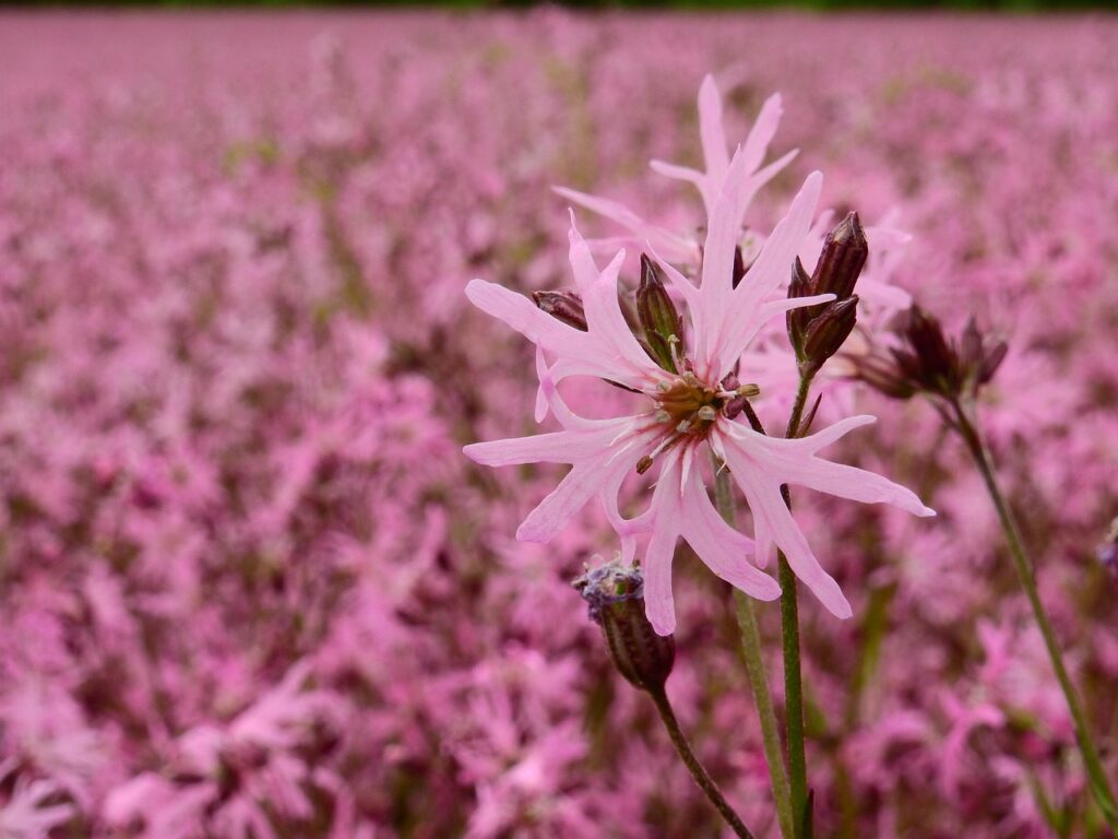 un campo di fior cuculo rosa