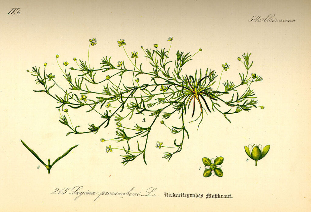 La sagina - disegno scientifico
