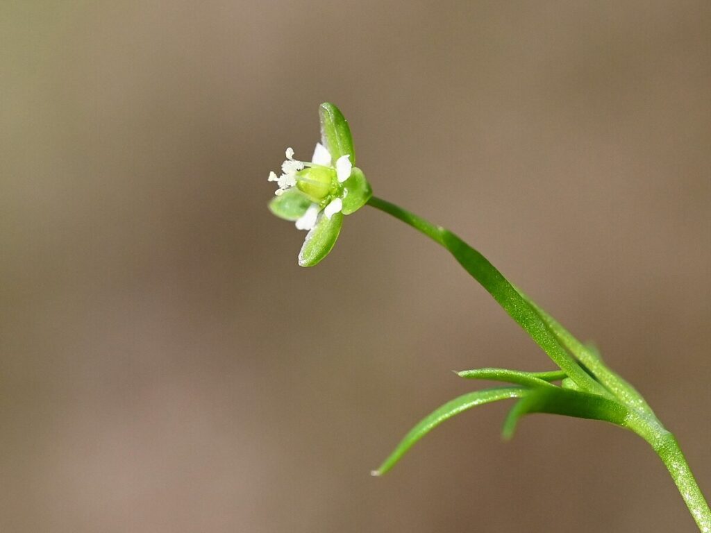 La sagina fiore di perla,
