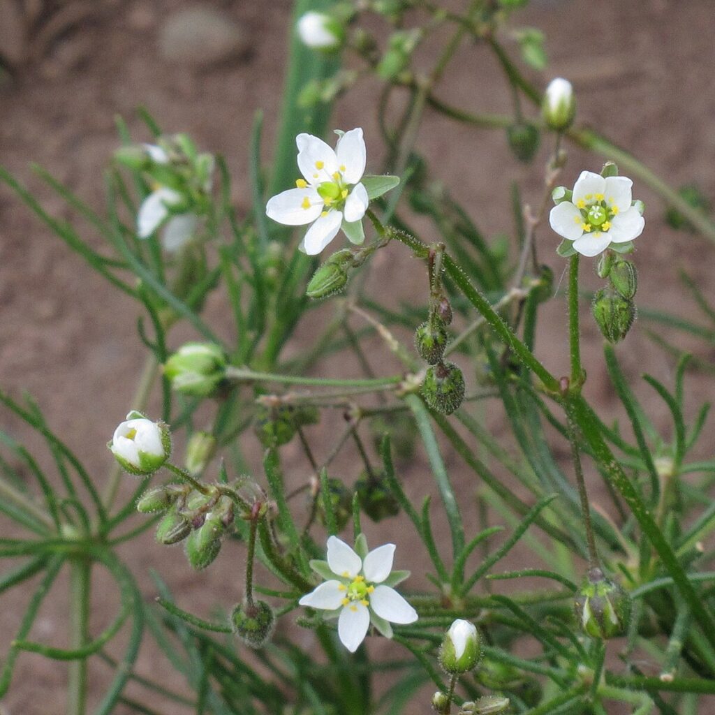 la spergola - tanti fiori bianchi con i petali a stella