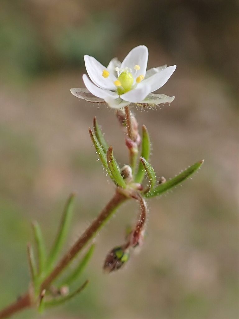 La spergola - fiore bianco su stelo marrone con foglie verdi