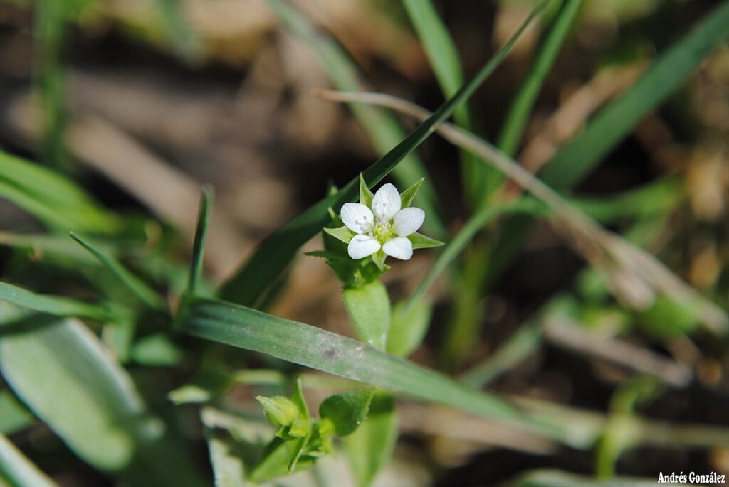 L’arenaria, la piccola Cariofillacea che fa la spia - nella foto un fiore bianco con petali disposti a stella e dell'erba verde intorno