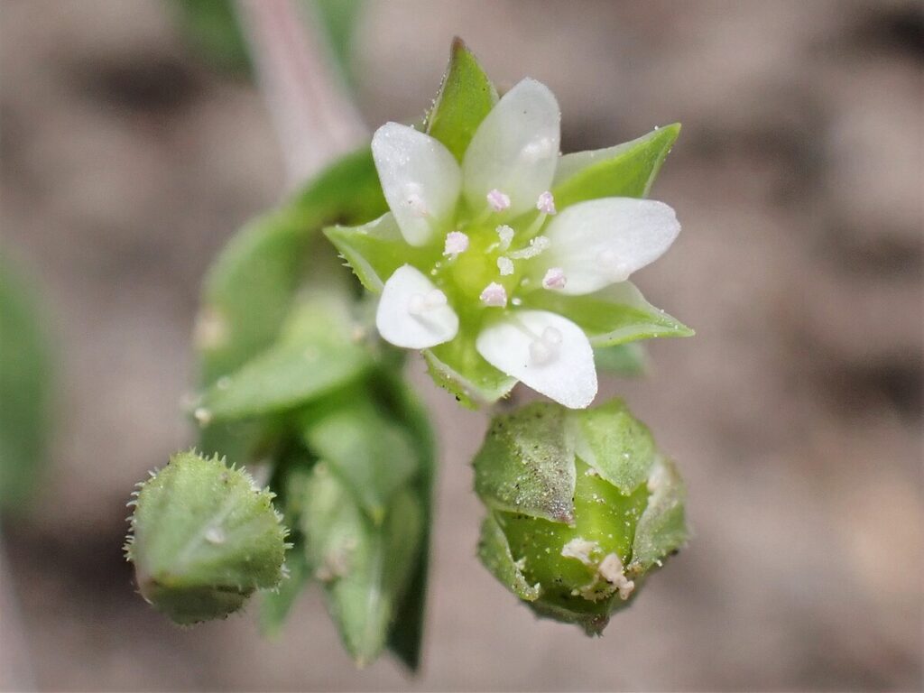 un fiore bianco con petali disposti a stella e dell'erba verde intorno
