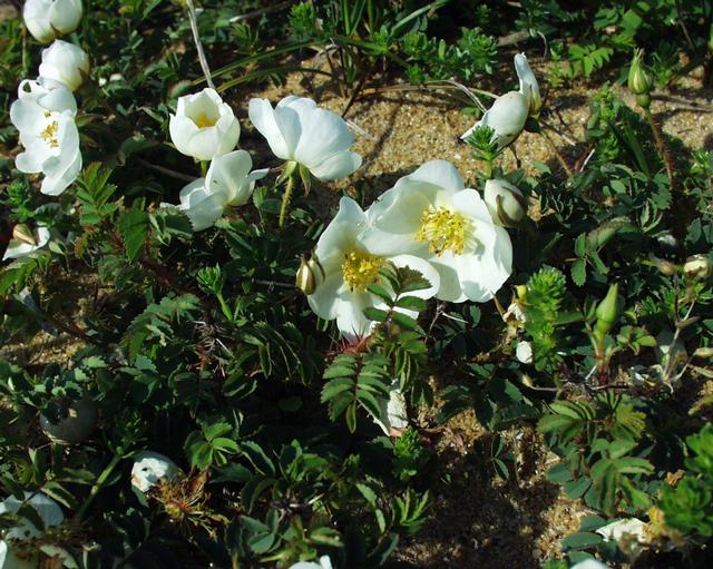 Le rose selvatiche, dei fiori biachi con pistillo giallo in mezzo all'erba