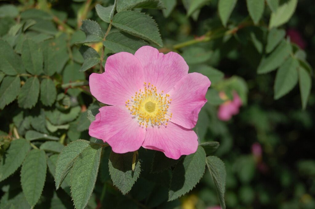 Le rose selvatiche, - nella foto una rosa con petali aperti rosa