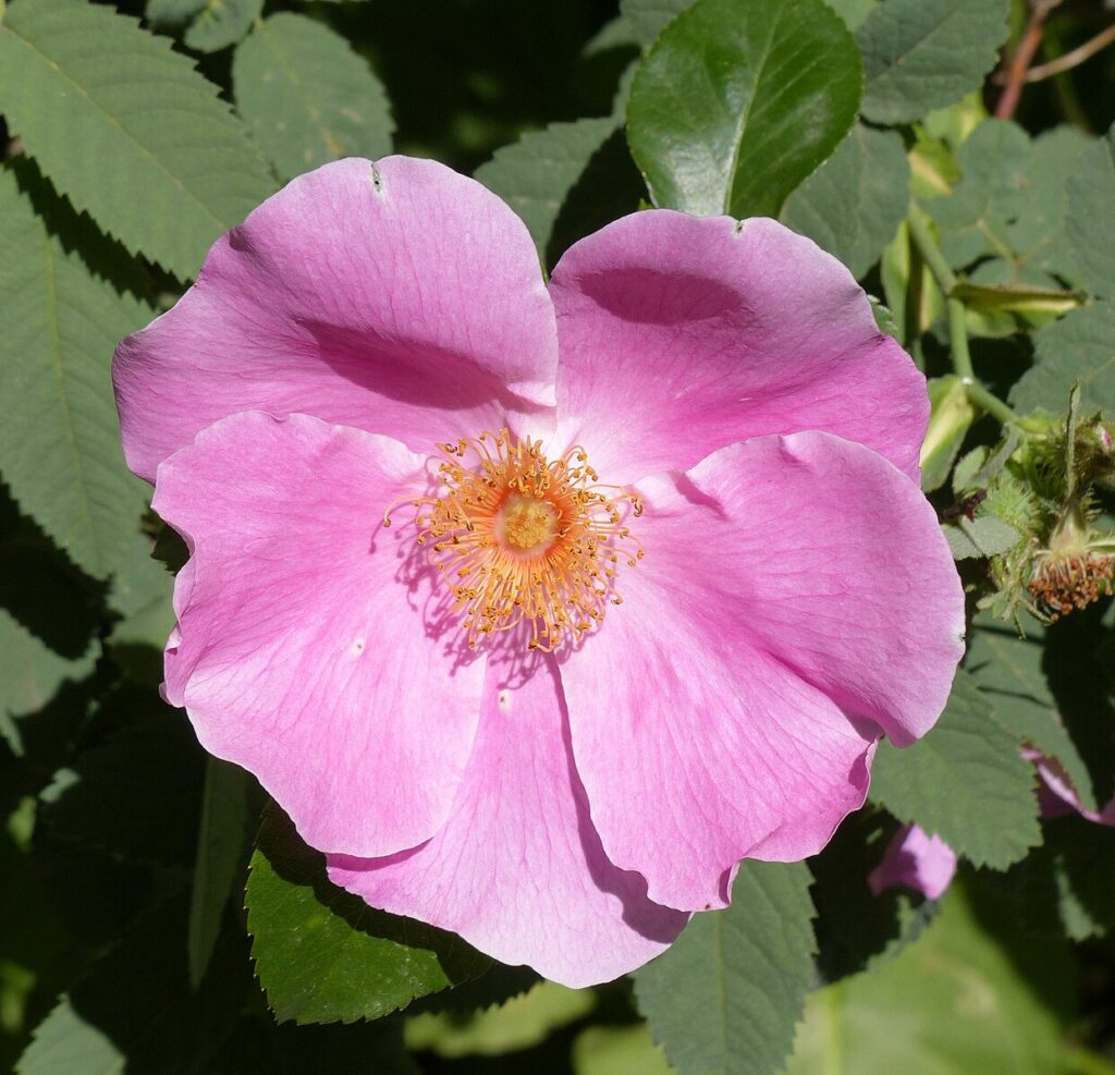 Le rose selvatiche, - nella foto una rosa con petali aperti rosa