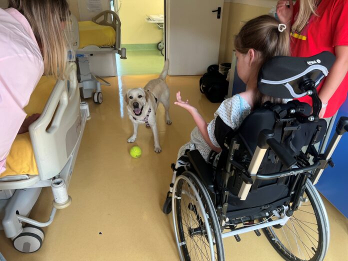Pet therapy Sma - un bambino in sedia a rotelle sta giocando con un cane che ha una palina gialla vicino, sono in una camera d'ospedale