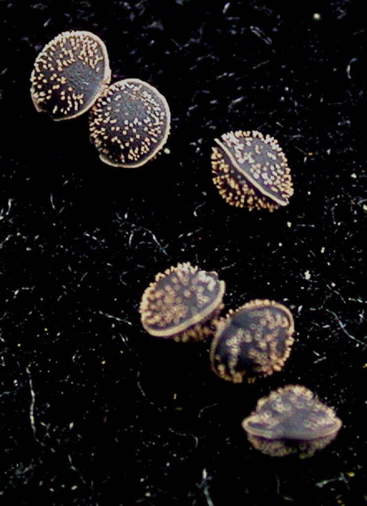 Spergula - sfondo nero e tante conchiglie marroni