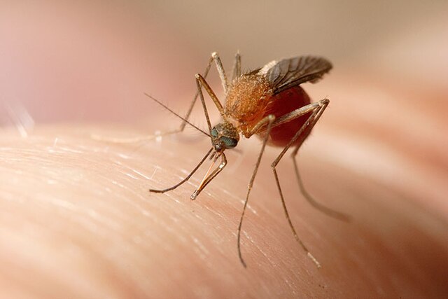 West Nile virus - nella foto una zanzara color ambra sta pungendo un dito umano
