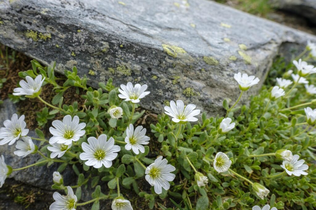 Il cerastio - tanti fiori bianchi con petali lunghi, simile alle margherite,