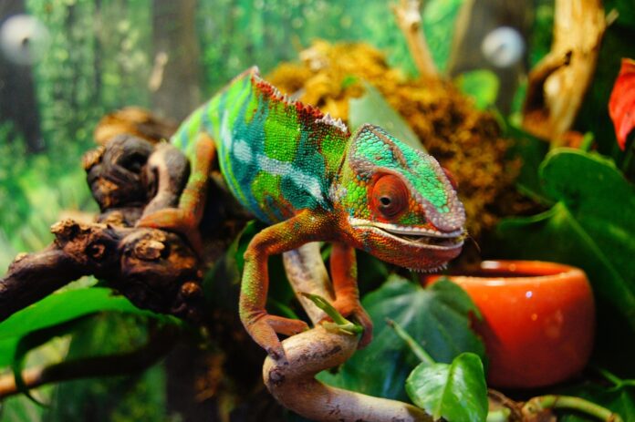 Animlai che cambiano colore - nella foto un camaleonte che si sta mimetizzando tra pomodori rossi e fogle verdi