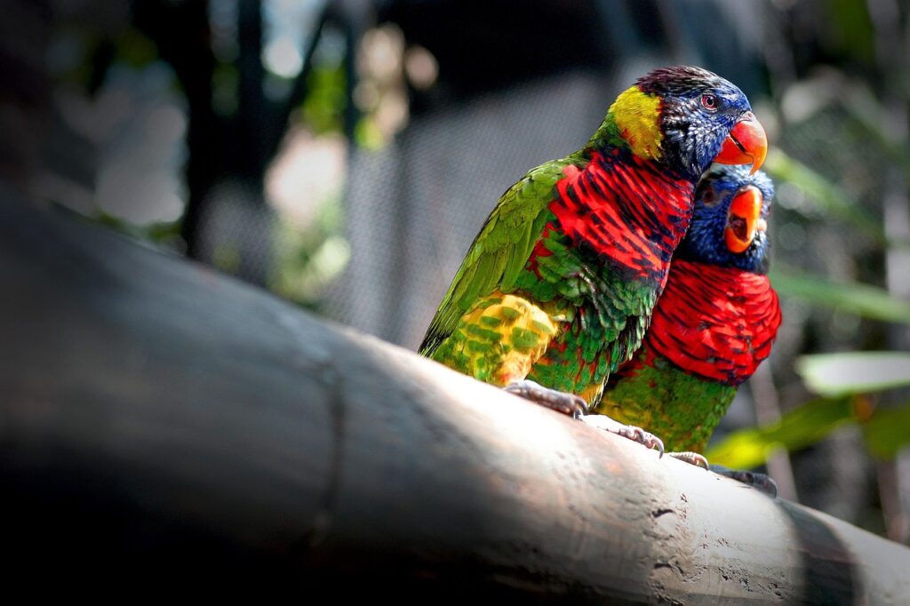 gli inseparabili - due pappagalli colorati rosso e verdi e gialli sono su un ramo