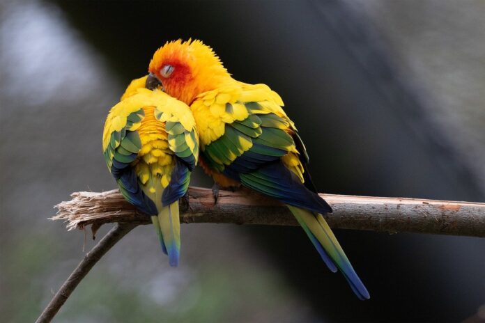 pappagalli gli inseparabili, gialli rossi e verdi si fanno le coccole su un ramo