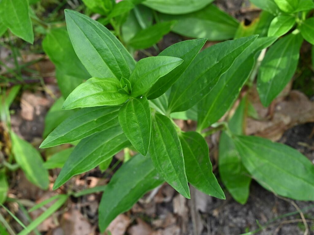 le foglie verdi della saponaria