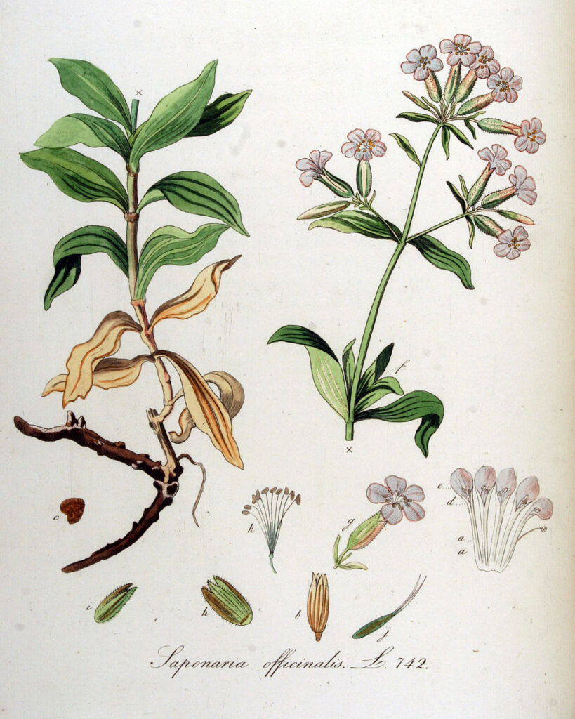 disegno scientifico della pianta suddivisa in stelo foglie fiori petali stami