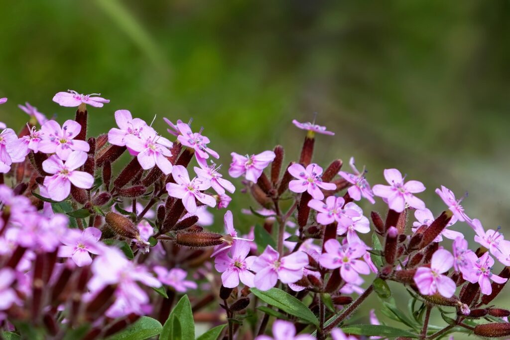 La Saponaria - cespuglio di fiori rosa piccoli