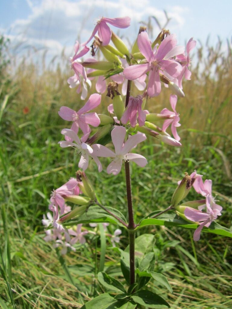 La saponaria, l’erba più elegante, a conclusione delle Cariofillacee - un ramo in mezzo al prato con tanti fiori rosa a grappolo