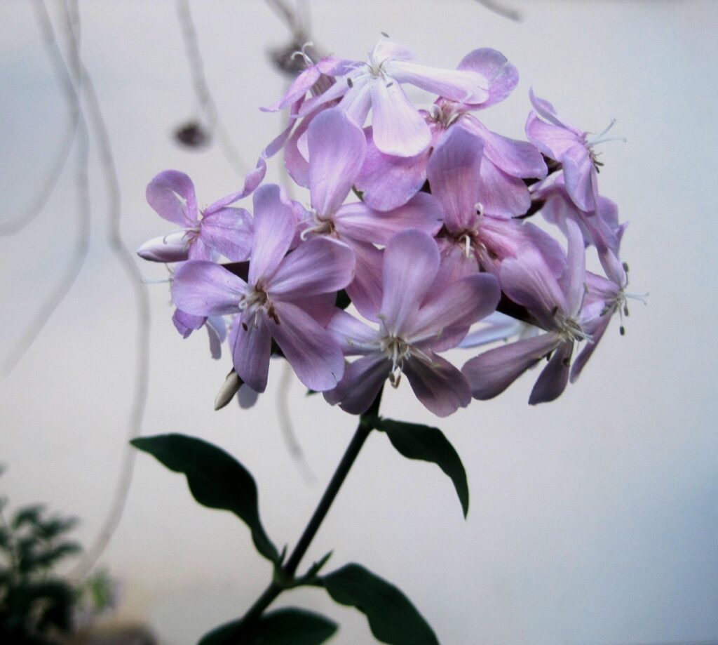 La saponaria, l’erba più elegante, con un bellissimo fiore a palla composto da tanti fiori rosa piccoli