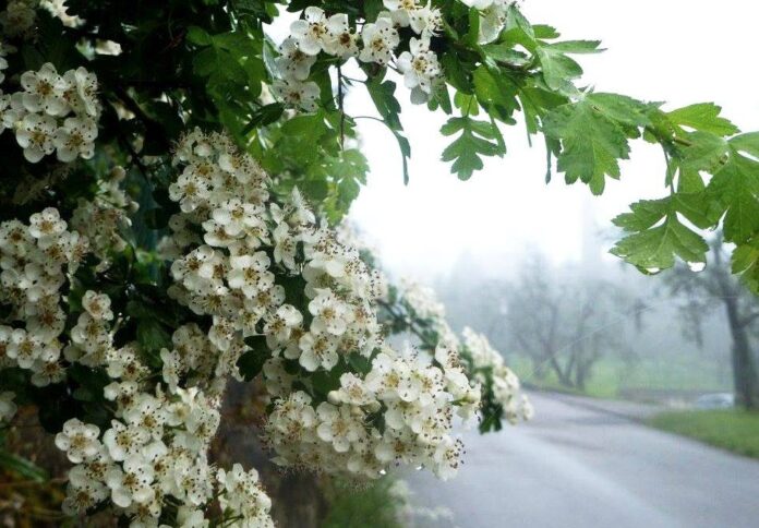 fiori bianchi di biancospino inuna mattina di nebbia con la strada che corre affianco ai cespugli